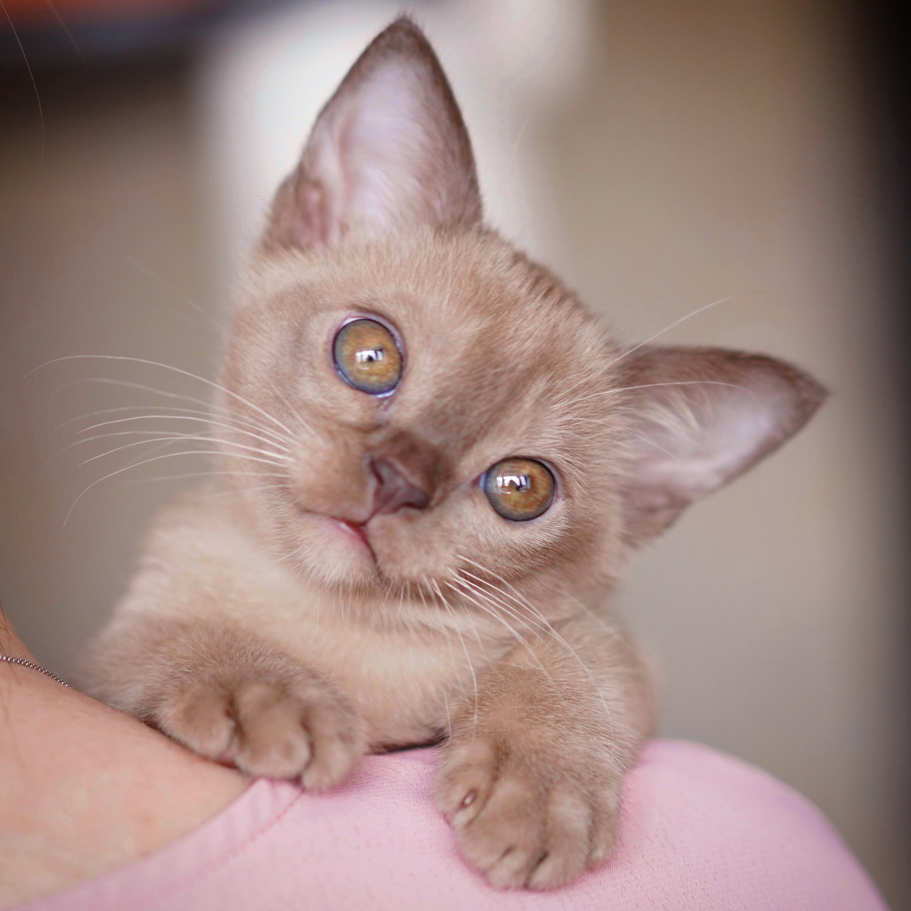 котенок бурманский фото